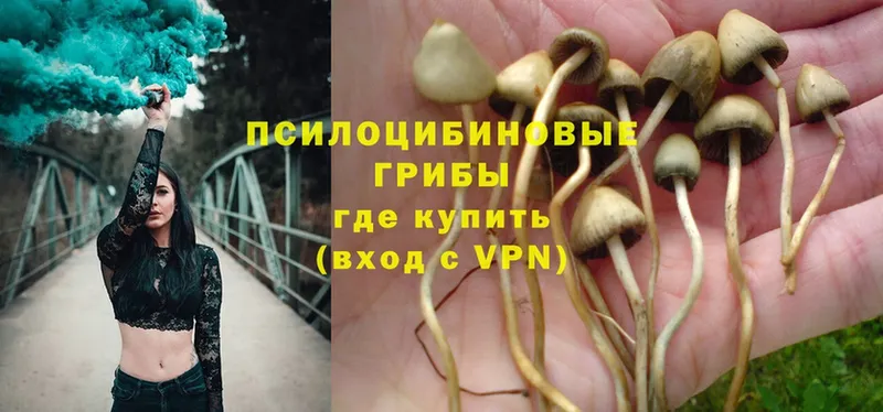 Галлюциногенные грибы Psilocybe  как найти наркотики  Верхоянск 